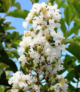 Lagerstroemia indica x fauriei 'Natchez'